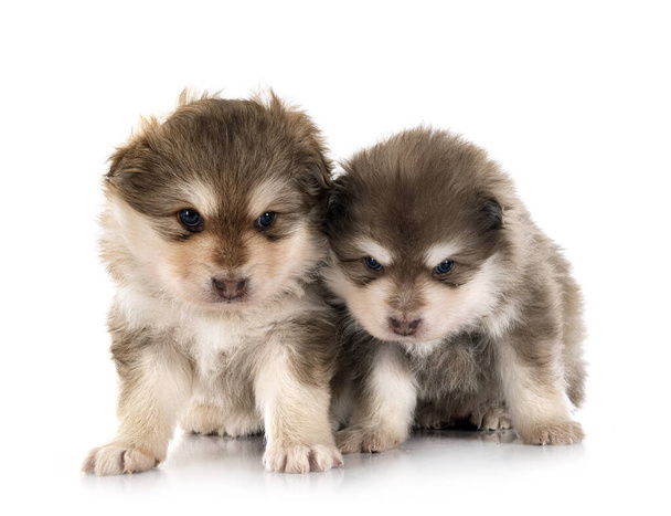 puppies Finnish Lapphunds in front of white background - Fotografie, Obrázek