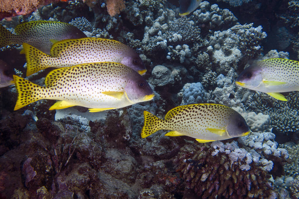 Заплямовані солодкі губи (Plectorhinchus gaterinus) у Червоному морі (Єгипет). - Фото, зображення