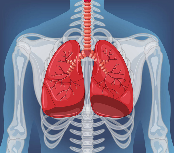 Внутрішній орган людини з ілюстрацією легенів
 - Вектор, зображення
