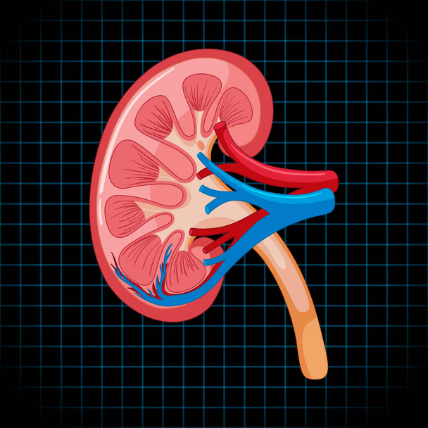 Human internal organ with kidney illustration - Vecteur, image