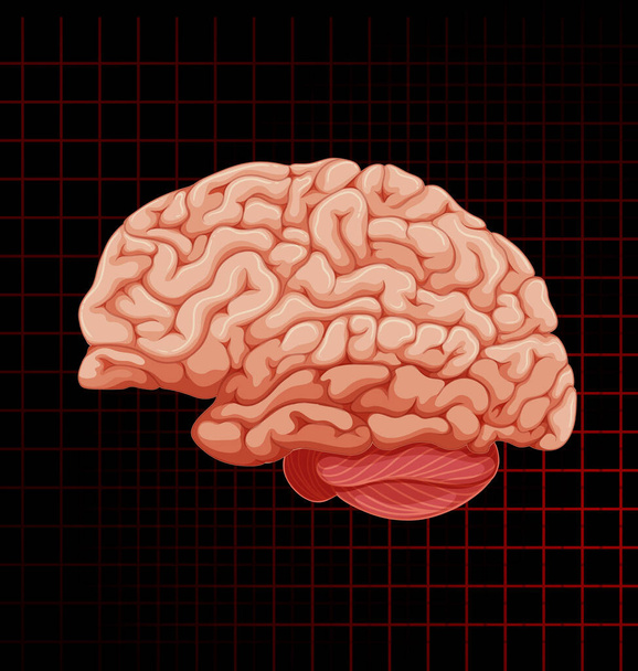 Human internal organ with brain illustration - Vektori, kuva