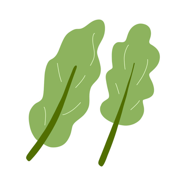 Vector illustration of letuce, kale, green salad leaves. Fresh vegetable, healthy vegan food - Vetor, Imagem