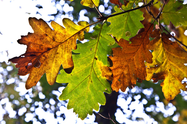 feuilles en automne dans la forêt
 - Photo, image