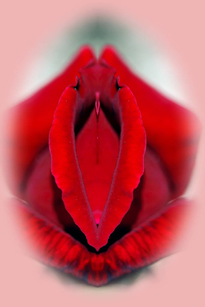sex, pussy, vulva, clitoris, vagina, Orgasm, love, spring, bloom, petal, Erotic rose flower, Flower imitating the female sex, visual allegories, visual metaphors, photographic allegories, sexy,  - Photo, Image