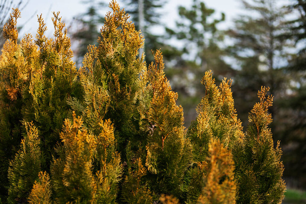 lemon cypress tree in the garden of the house, red and yellow branches at Autumn. cupressus macrocarpa. - Photo, Image