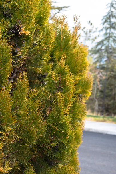 cytrynowe drzewo cyprysowe w ogrodzie domu, czerwone i żółte gałęzie jesienią. makrokarpa cupressus. - Zdjęcie, obraz
