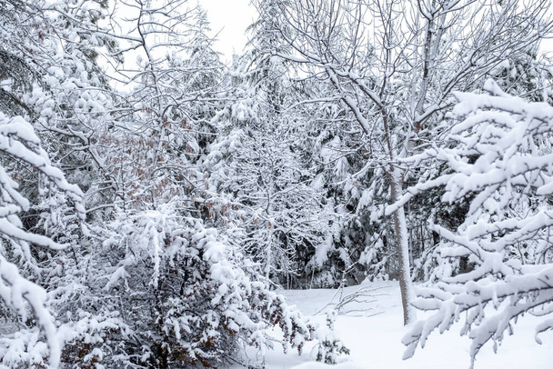 сніг покритий деревами і громадський парк в місті в лютому. Fogy сніговий фон
. - Фото, зображення