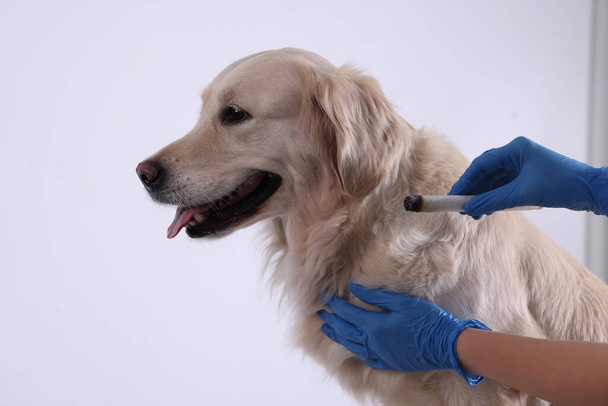 Veterinary holding moxa stick near cute dog on white background, closeup. Animal acupuncture treatment - Zdjęcie, obraz