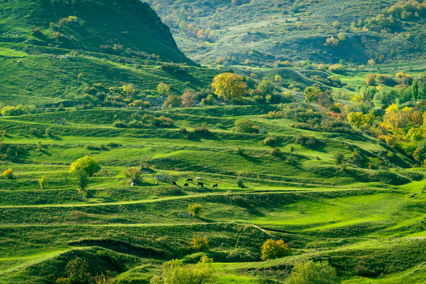 Green pasture on mountain slope - Fotografie, Obrázek