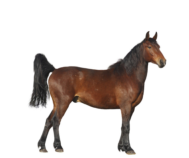 Bay horse staande geïsoleerd op witte achtergrond - Foto, afbeelding