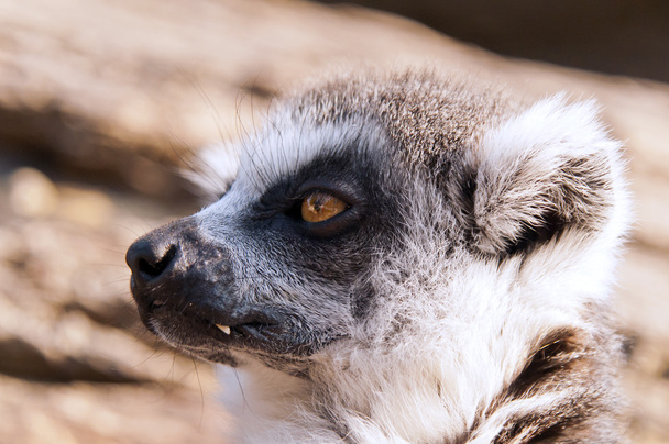 Ring-tailed lemur (Lemur catta) - Фото, изображение