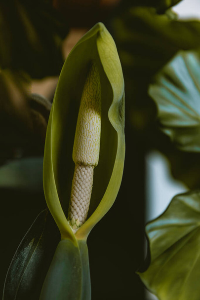 Close up shot of a alocasia flower pistil - Photo, Image