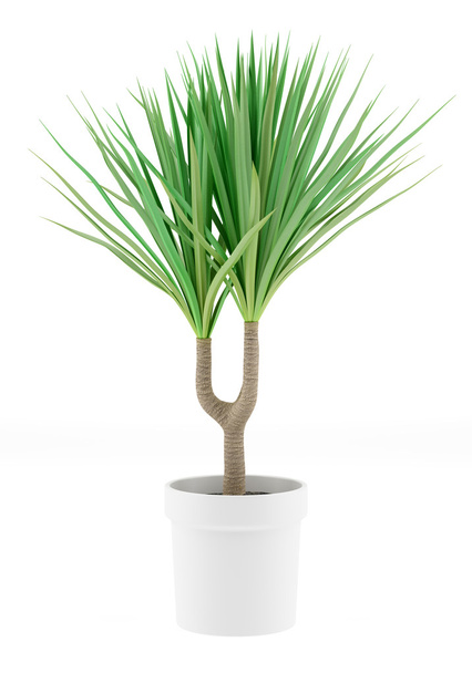 palmier en pot isolé sur fond blanc
 - Photo, image
