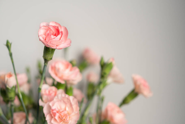 Delicate light pink carnation flowers on a light gray background with copy space - Photo, Image