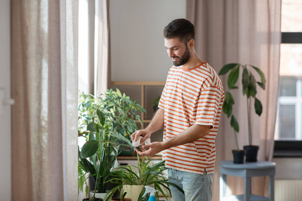 man cleaning houseplant with tissue at home - Foto, afbeelding