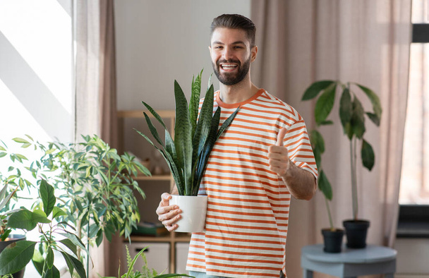 man with flower in pot showing thumbs up at home - Фото, изображение