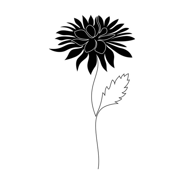 Chrysanthemum flower on white - Vector, Image