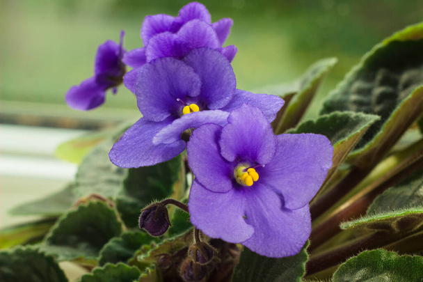 African violet or violet saintpaulias flowers in the pot close up. Blossoming violets on window sill in natural sunlight. Macro photo of homegrown violet flowers - 写真・画像