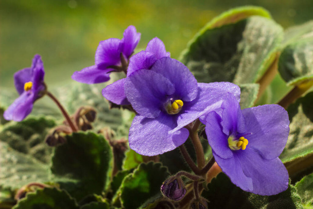 African violet or violet saintpaulias flowers in the pot close up. Blossoming violets on window sill in natural sunlight. Macro photo of homegrown violet flowers - Fotoğraf, Görsel