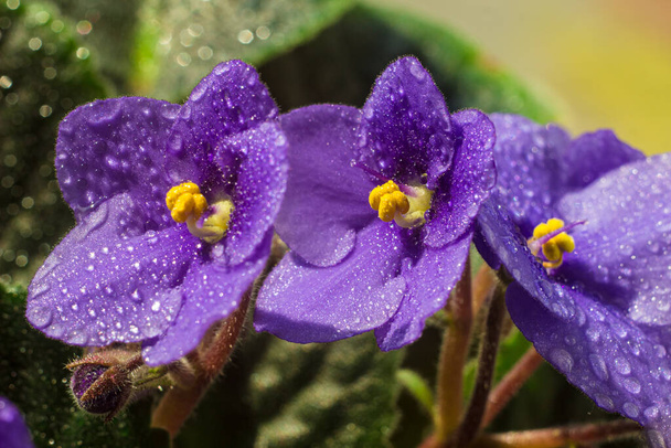 African violet or violet saintpaulias flowers in the pot close up. Blossoming violets on window sill in natural sunlight. Macro photo of homegrown violet flowers - Foto, imagen