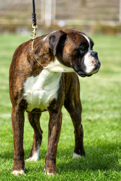 Cão Boxer alemão no show do cão - Foto, Imagem