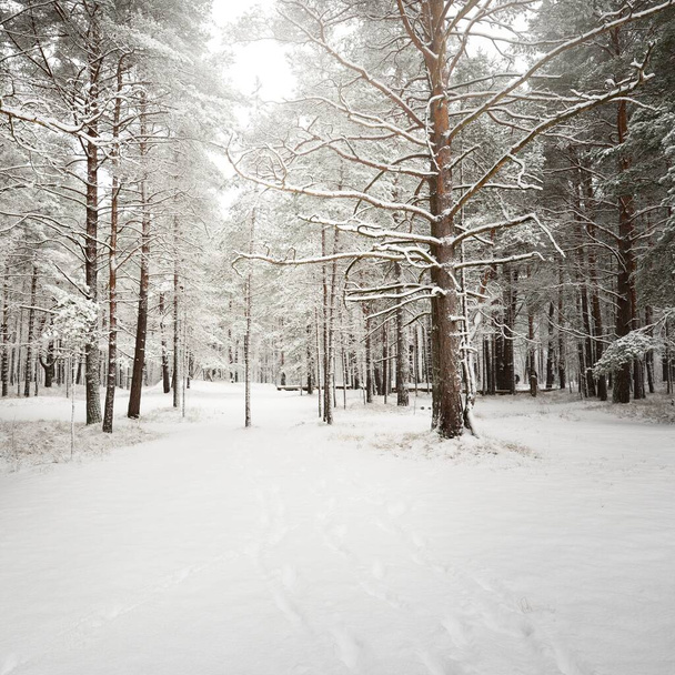 Pathway through snow-covered pine tree forest. Blizzard. Trees close-up. Atmospheric landscape. Idyllic rural scene. Winter wonderland. Nature, climate, seasons, Christmas vacations, ecotourism - Valokuva, kuva