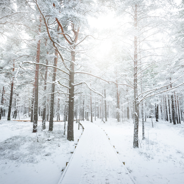 吹雪の後の雪に覆われた森の中を現代の木製の歩道(ボードウォーク) 。冬の風景。ノルディックウォーキング、スキー、エコツーリズム。クリスマス休暇、ヨーロッパでのロックダウン中の現地旅行 - 写真・画像