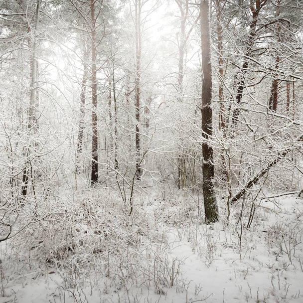 Ścieżka przez las sosnowy pokryty śniegiem. Śnieżyca. Drzewa z bliska. Krajobraz atmosferyczny. Idylliczna scena wiejska. Zimowa kraina cudów. Natura, klimat, pory roku, świąteczne wakacje, ekoturystyka - Zdjęcie, obraz
