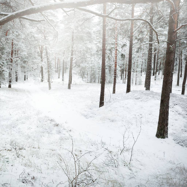 Χιονισμένα καταπράσινα δάση. Μπλίζαρντ. Πεύκο, έλατο από κοντά. Θέα από μονοπάτι. Ατμοσφαιρικό τοπίο. Χειμερινή Χώρα των Θαυμάτων. Κλιματική αλλαγή, φυσική, προστασία του περιβάλλοντος. Ευρώπη - Φωτογραφία, εικόνα