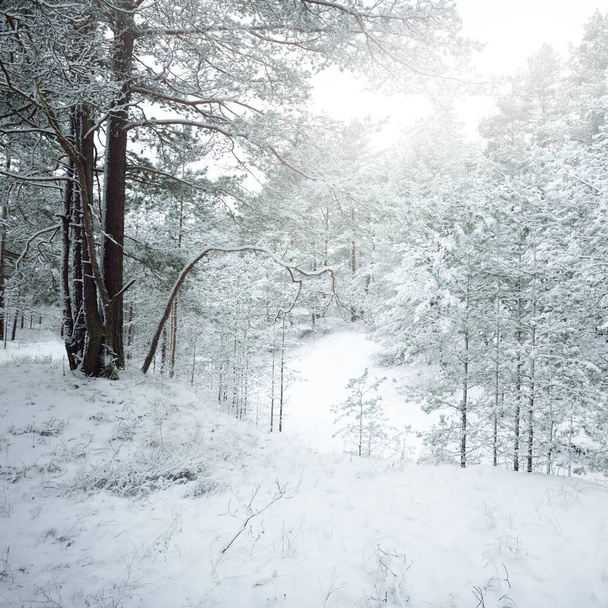 Snow-covered evergreen forest hills. Blizzard. Pine, spruce trees close-up. View from a pathway. Atmospheric landscape. Winter wonderland. Climate change, natural, environmental conservation. Europe - Photo, Image