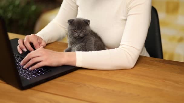 Unerkennbare Hand Frau trägt bequemen Stil arbeitet an einem schwarzen Notizbuch, Tippen auf Laptop und Kätzchen liegt auf dem Tisch, Arbeit von zu Hause aus, Hausaufgaben, freiberuflich, - Filmmaterial, Video