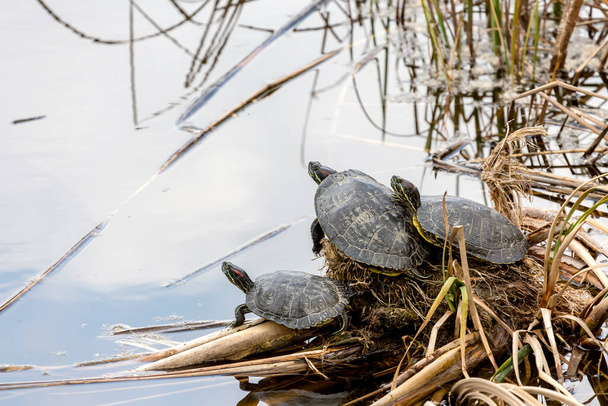 The turtle (Trachemys scripta) sit on a log in the reeds close-up on a winter day in the park - Photo, Image