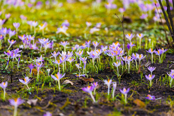 Close-up of blooming purple crocus flowers. Trees in the background. Forest park. Europe. Early spring. Symbol of peace, joy, purity. Landscaping, environment. Art, macrophotography, bokeh, background - Photo, Image