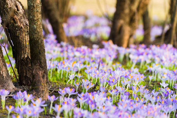 Detailní záběr kvetoucích fialových krokusových květů. Stromy v pozadí. Forest park. Evropa. Brzy na jaře. Symbol míru, radosti, čistoty. Krajina, životní prostředí. Umění, makrofotografie, bokeh, pozadí - Fotografie, Obrázek