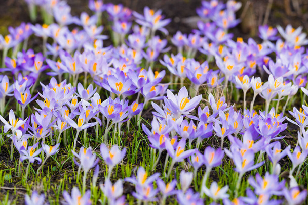 Close-up of blooming purple crocus flowers. Park. Europe. Early spring. Symbol of peace, joy, purity, Easter. Landscaping, gardening, ecotourism, environment. Art, macrophotography, bokeh, background - Foto, Bild