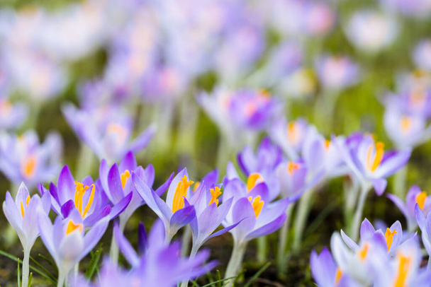Close-up of blooming purple crocus flowers. Park. Europe. Early spring. Symbol of peace, joy, purity, Easter. Landscaping, gardening, ecotourism, environment. Art, macrophotography, bokeh, background - Fotoğraf, Görsel