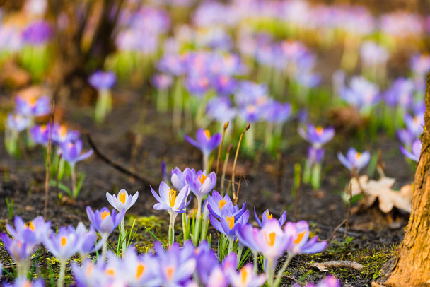 Close-up of blooming purple crocus flowers. Park. Europe. Early spring. Symbol of peace, joy, purity, Easter. Landscaping, gardening, ecotourism, environment. Art, macrophotography, bokeh, background - Fotografie, Obrázek