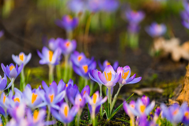 Közelkép a virágzó lila crocus virágokról. Parkolj! Európába. Kora tavasz. A béke, öröm, tisztaság, húsvét szimbóluma. Kertészkedés, kertészkedés, ökoturizmus, környezet. Művészet, makrofotózás, bokeh, háttér - Fotó, kép