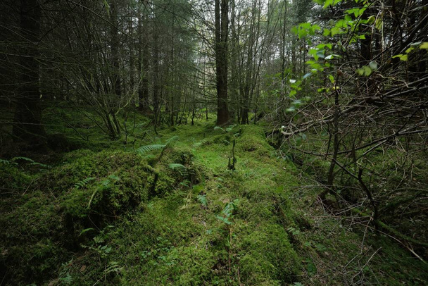 Scottish evergreen rainforest. Mighty pine and spruce trees, moss, plants, fern. Ardrishaig, Scotland, UK. Dark atmospheric landscape. Nature, travel destinations, hiking, ecotourism. Panoramic view - Photo, image