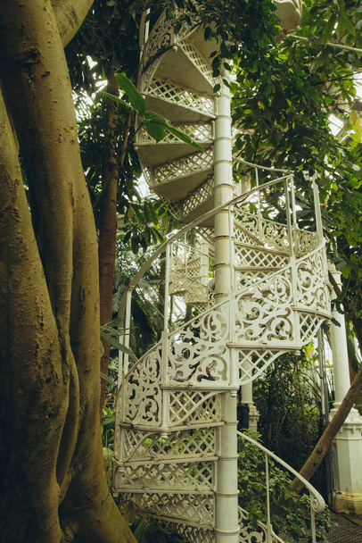 egy trópusi kertben fehér kerek lépcső mellett egy fa az üvegházban, függőleges - Fotó, kép