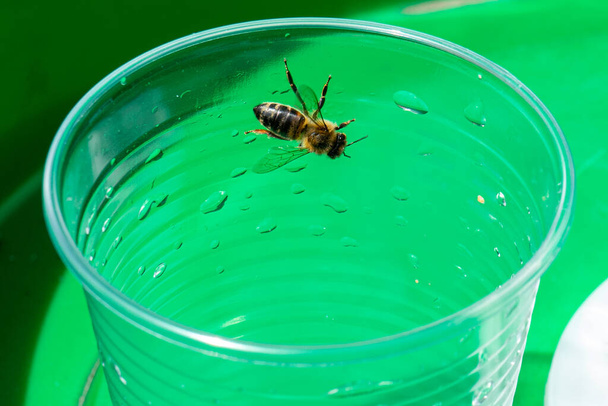 abelha bebe água de um copo de plástico descartável. - Foto, Imagem