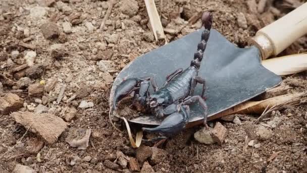 Cerrar un escorpión gigante en la pala para la jardinería - Metraje, vídeo