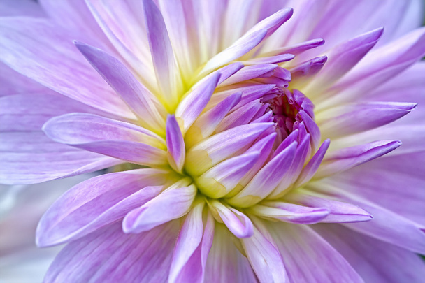 Жоржина фіолетовий
 - Фото, зображення