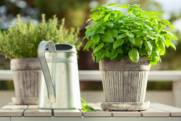 erva-cidreira (melissa) e tomilho em vaso na varanda, conceito de jardim recipiente urbano - Foto, Imagem