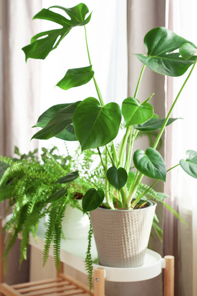 grüne Zimmerpflanzen fittonia, nephrolepis und monstera in weißen Blumentöpfen am Fenster - Foto, Bild