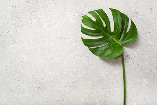 灰色の背景にモンステラの葉の熱帯植物 - 写真・画像