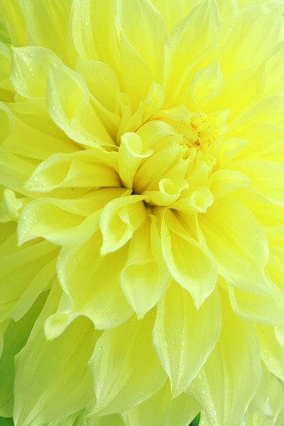 Primer plano de flor de dalia amarilla . - Foto, imagen