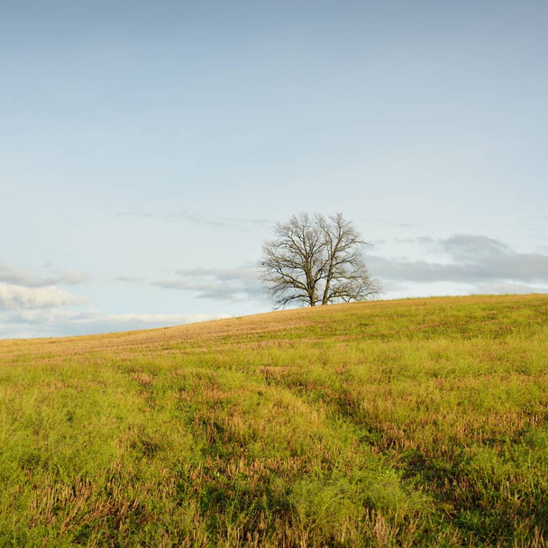 Cesta k osamělému mohutnému dubu na zeleném kopci orané zemědělské louky. Idylická podzimní krajina. Příroda, životní prostředí, ticho, osamělost, koncepce svobody - Fotografie, Obrázek