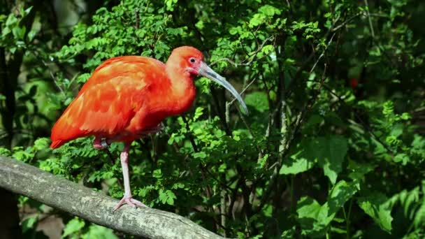 Scarlet ibis, Eudocimus ruber, a Threskiornithidae családba tartozó madár, amelyet a tollak vöröses elszíneződése csodál, ami a rákalapú élelmiszerek következménye - Felvétel, videó