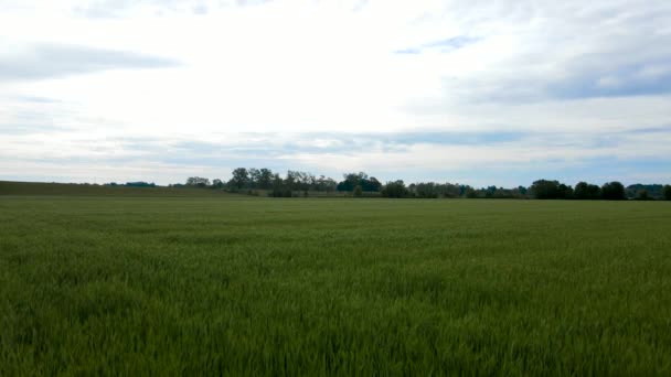  Aerial Drone - Spring Landscape of a Wheat Field - Filmati, video